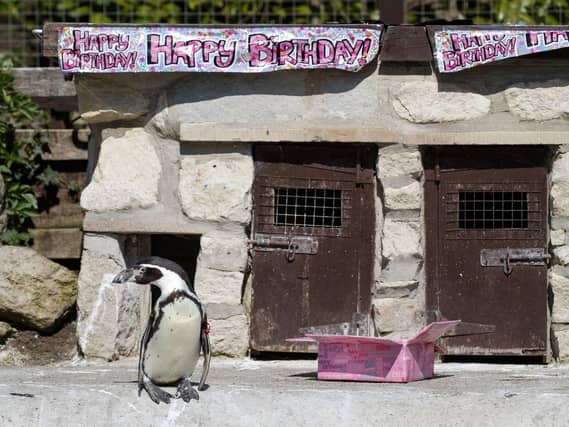 Visitors will be able to see Rosie on her 31st birthday Credit: PA Wire/Danny Lawson