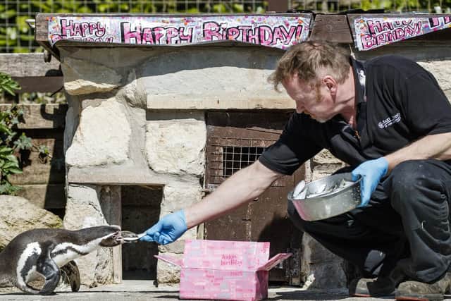 Head Zoo Keeper John Pickering feeds a fish to Rosie the penguin on her 30th birthday  Picture: Danny Lawson/PA Wire