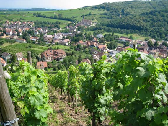 Try a Riesling from the picture-perfect region Alsace.