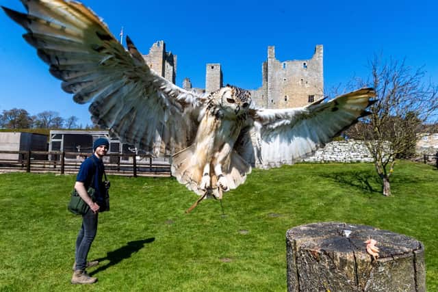 Eric, the Indian Eagle Owl, is one of seven stunning birds of prey at Bolton Castle near Leyburn