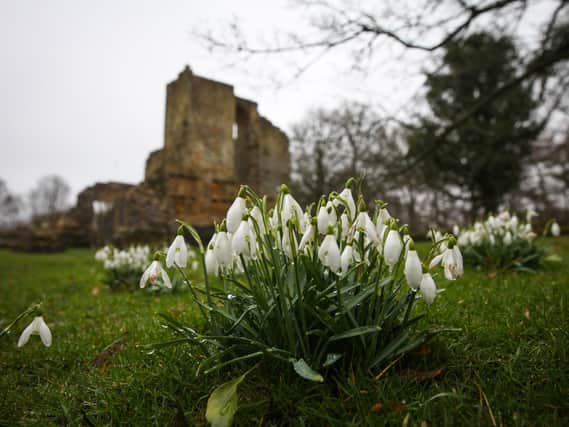 Snowdrops and the ruins of the first Mulgrave Castle in Mulgrave Woods