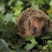 Hedgehogs need careful treatment if they visit your garden, experts say.