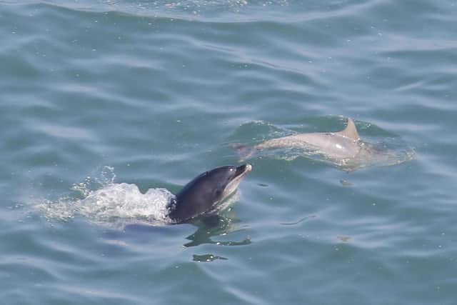 The dolphins off Flamborough (photo: Jo Symon)