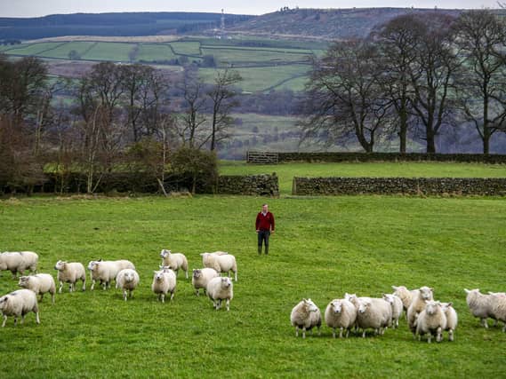Texel cross sheep on Andrew Hardy's land at Tarn View Farm on the hills above Keighley.