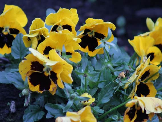 It's a good time to remove faded flowers from winter pansies to stop them setting seed.