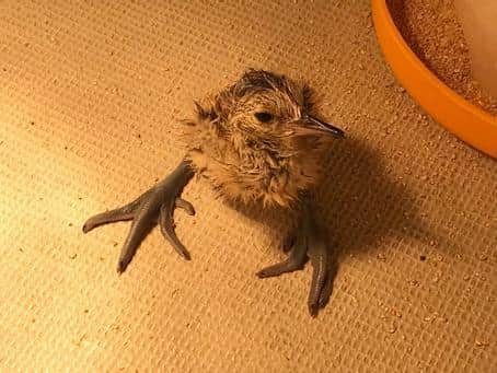 Pictured, one of the Curlew chick hatches from the recovered eggs. Photo credit: The RSPB