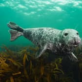 Yorkshire Wildlife Trust is asking everyone to Give Seas a Chance and help stop the decline in our sealife.