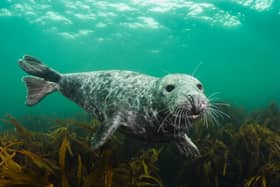 Yorkshire Wildlife Trust is asking everyone to Give Seas a Chance and help stop the decline in our sealife.