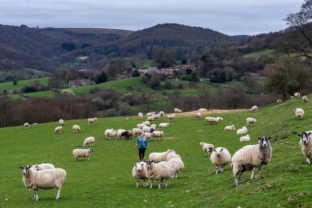 Sarah's husband Alan still farms sheep on the estate