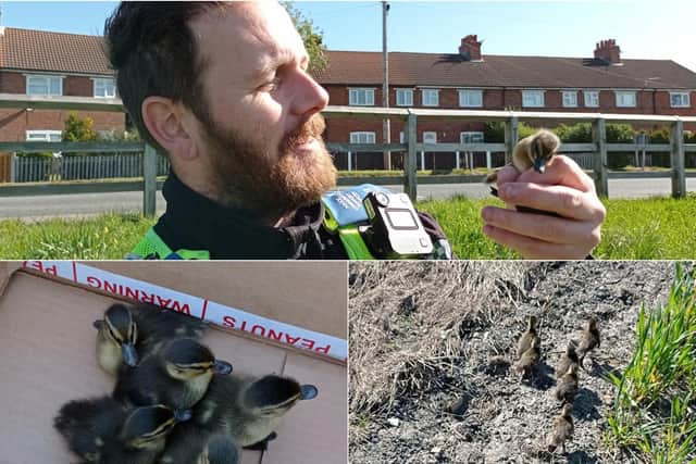 Police rescuing some baby ducklings. Photo: West Yorkshire Police Leeds East team.