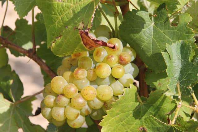South African Grenache Blanc grapes on the vine.