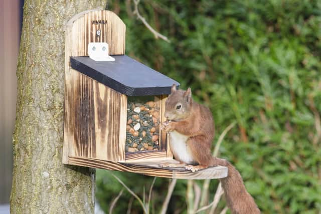 A squirrel feeder. (Pic credit: CJ Wildlife/PA)