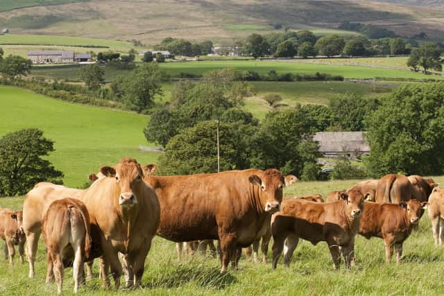 What is the future for beef farming?