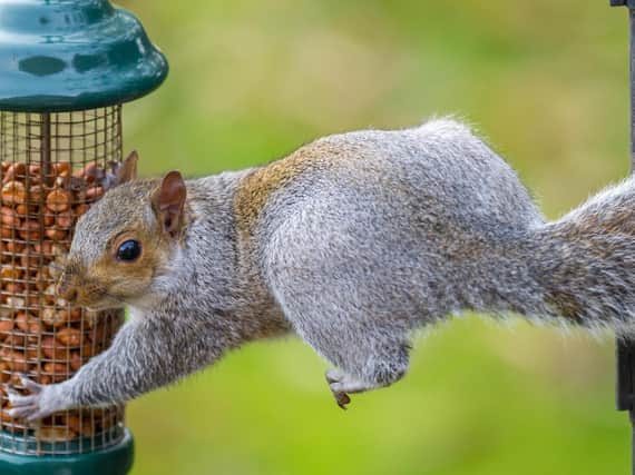 Squirrels are often attracted to bird feeders. Picture: PA
