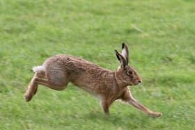 Stock photo of a hare. Photo: JPI Media