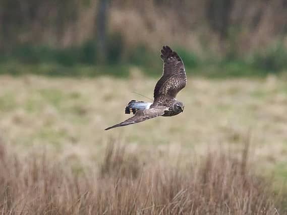 A hen harrier