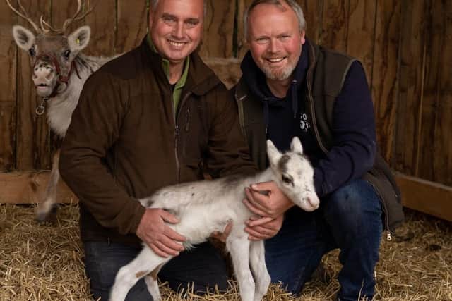 Pictured Farmers David (left) and Robert Nicholson, with Dancer and her baby at Cannon Hall. Name suggestions for the baby reindeer can be submitted to the farm via social media.  Photo credit: Cannon Hall Farm