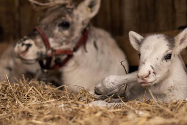 Pictured, Dancer the reindeer and her new baby. Photo credit: Cannon Hall Farm