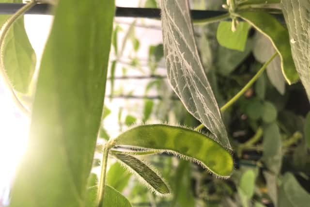A species of bean that is able to use up to 40 per cent water have been developed to secure the future for agriculture in the face of climate change, scientists have said. Photo credit: Submitted photo