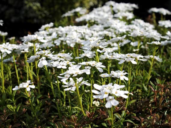 It's a good time to trim back spreading plants, such as candytuft.
