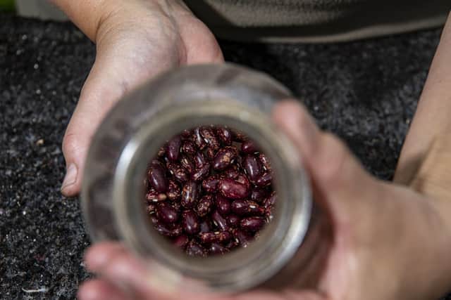 Georgina Yates garden supervisor at  Brodsworth Hall and Gardens near Doncaster, with Madeira maroon bean seeds. Picture: Tony Johnson