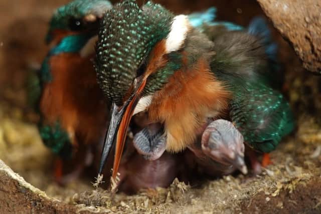 Kingfisher's use the pellets to provide absorbent, soft material for their chicks waste.