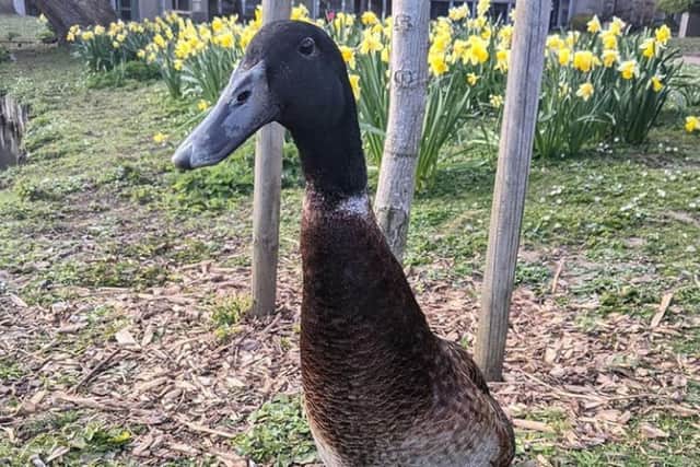 The duck became famous after a Reddit post incorrectly described him as “the tallest mallard duck to have ever lived... over 1m tall”.
