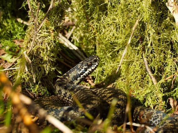 Visitors to Nidderdale are being warned about disturbing adders in the area