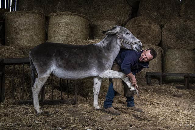 Farrier Mark Armstrong works on Mark Ineson's Blackpool Beach donkeys getting prepared to go back to work after being on furlough during the covid-19 lockdowns. Picture Tony Johnson