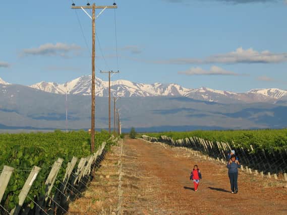 Vineyards in the foothills of the Andes mountain range.