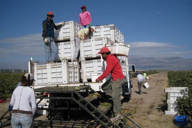 Harvest time in Mendoza in Argentina.
