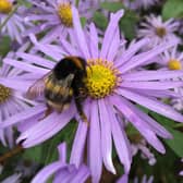 A bee on an aster. Picture: Alamy/PA.