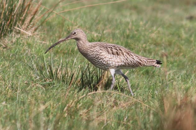 Members of Airedale and Bradford RSPB Local Group have been compiling a list of birds spotted in the area to create a guide for members of the public.