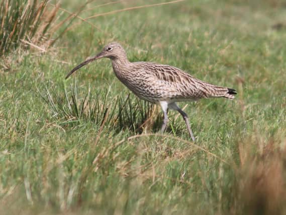 Members of Airedale and Bradford RSPB Local Group have been compiling a list of birds spotted in the area to create a guide for members of the public.