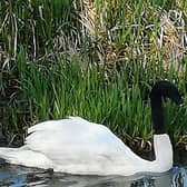 The swan was spotted at Catchwater Drain in Lincoln.