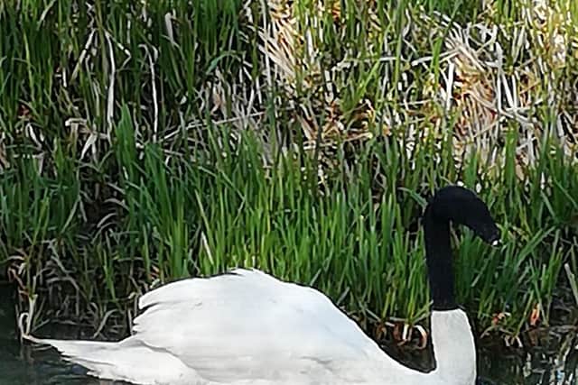 The swan was spotted in the Catchwater Drain in Lincoln