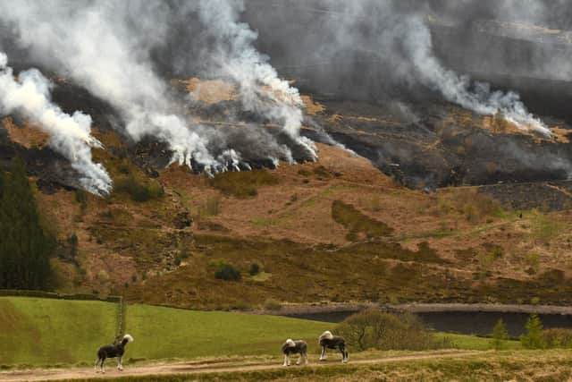 Sheep graze on the hillside as smoke is seen after a resurgence of the moor fire on Marsden Moor, near Huddersfield.