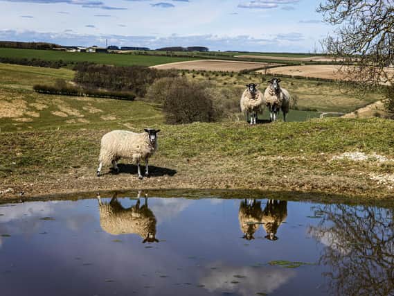 Sheep reflected in a dew pond near Thixendale on the Yorkshire Wolds Way. Picture: Tony Johnson.