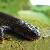 The Yorkshire Wildlife Trust and Natural England are wanting to hear from landowners interested in developing habitats for the newts.