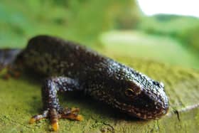 The Yorkshire Wildlife Trust and Natural England are wanting to hear from landowners interested in developing habitats for the newts.