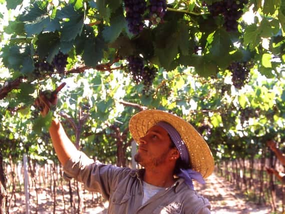 Try Criolla – the local Argentine grape – at Aldi.