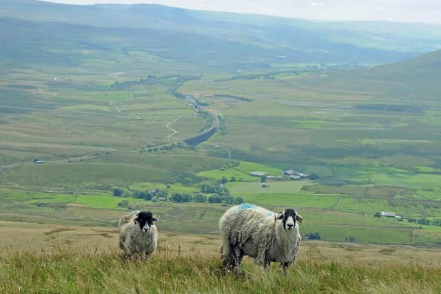 Sheep on the summit of Whernside with Ribblehead in the distance. Picture: Tony Johnson.