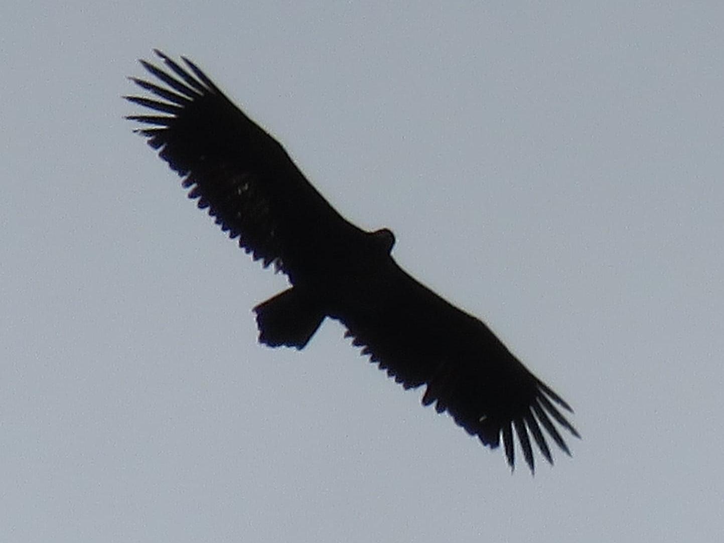 Photographer captures pictures of rare White Tailed Eagle spotted above Rodley nature reserve - Vimarsana News