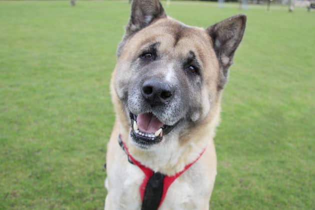 Kumar was described as “one of the most affectionate dogs you could ever meet”.