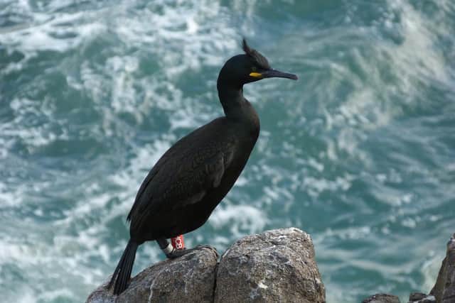 Pictured, a European shag, on the Isle of May. As part of the innovative study the scientists will look at the impact on European shags specifically because they may have a high exposure to pollutants from disused waste sites. The species of bird feed in coastal areas and eat fish that live at the bottom of the sea, where many of these pollutants accumulate.  Photo credit: Mark Newell