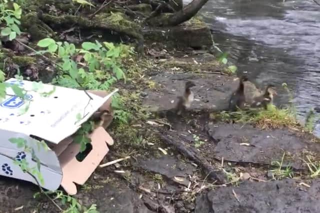The sweet moment a family of ducks are released back into a river has been captured on video