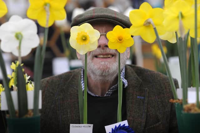Harrogate Spring Flower Show 2018 - judge James Akers judging the daffodils Picture: Simon Hulme