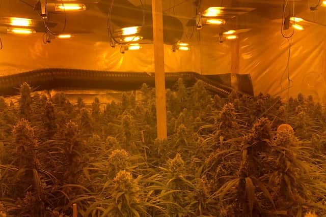 A cannabis grow discovered by police in South Yorkshire.