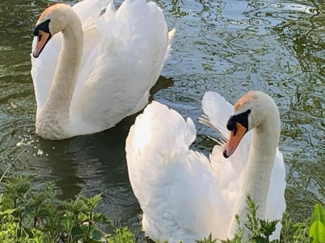 The rescued swan (left) was released back into the water after the shocking ordeal. Photo credit: Yorkshire Swan & Wildlife Rescue Hospital