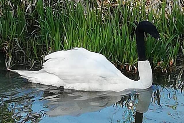 Lincolnshire Police said they believed the sock had been put on the animal deliberately because of “how snug the fit was and how far down the neck of the swan the tube was”. Photo credit: Lincolnshire Police